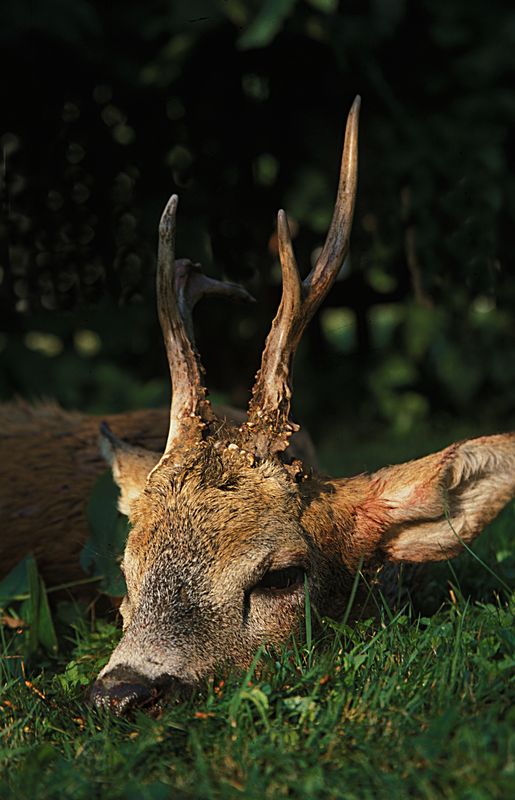 Dieser Bock sprang auf das Blatten und konnte gestreckt werden