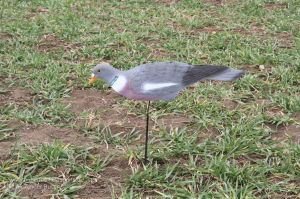 Beflockte Halbschalen Locktaube auf Taubenwackler im Einsatz bei der Lcokjagd auf Tauben