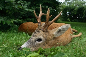 Ein abnormer erlegter Bock