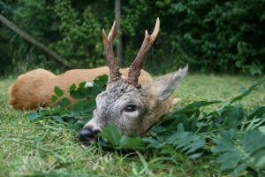 Portrait eines Rehbocks, erlegt bei der Blattjagd mit dem Rottumtaler Rehblatter