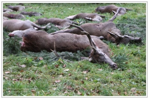 Rothirsch auf Jagdstrecke