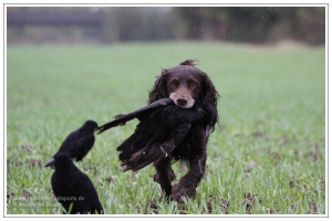 Hund apportiert die erlegte Krähe aus dem Krähenlockbild mit Lockvögeln