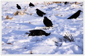 Erlegte Krähe bei Krähenjagd mit dem freundlichen Lockbild