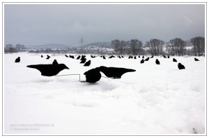 Krähemnagnet auf verschneitem Feld während der Lockjagd auf Rabenkrähe