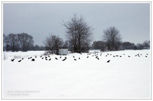 Lockbild und Tarnschirm während der winterlichen Lockjagd auf Rabenkrähen