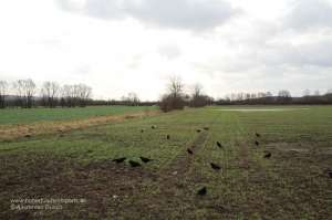 Beflockte Lockkrähen im Lockbild. Jagd mit dem freundlichen Lockbild