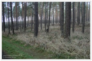 Jäger in Tarnkleidung in einem Kiefernwald