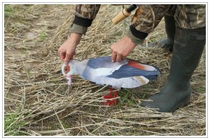 Jäger positioniert den Kopf einer FUD Nilgans in fressender Haltung