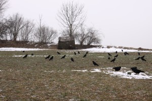 Tarnschirm und Lockkrähen für die Krähenjagd