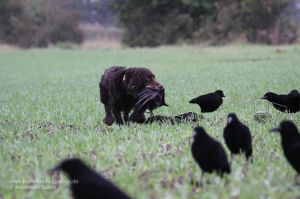 Wachtelhündin bringt während der Lockjagd erlegte Rabenkrähe durch ein Lockbild aus beflockten Rabenkrähen