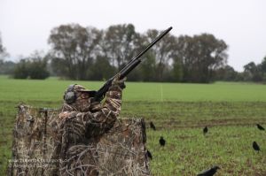 Jäger in Tarnkleidung im Tarnschirm bei der Lockjagd auf Krähen mit beflockten Decoys und Krähenmagnet