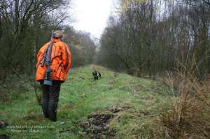 Wachtelhund läuft am Ende einer Stöberjagd auf Jägerin mit Warnjacke zu