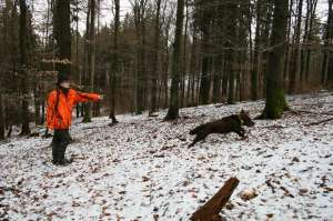 Deutscher Wachtelhund wird von Jägerin in Warntarnjacke in Blaze Orange AP zum Stöbern geschickt