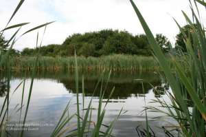 Blick auf einen See, an dem eine Entenkirrung angelegt werden soll, damit die Enten auf dem Entenstrich bejagt werden können