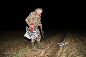 Gänsejäger mit Max-4 Tarnanzug stellt NRA FUD Nilgänse auf einem Feld auf