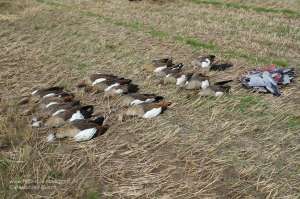 Strecke von bei der Lockjagd erlegten Nilgänsen neben zusammengefalteten NRA FUD