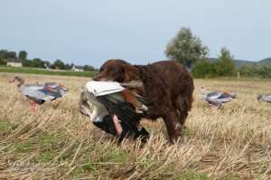 Deutscher Wachtelhund trägt erlegte Nilgans aus einem Lockbild mit NRA FUD Nilgänsen