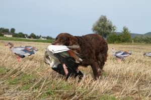 Deutscher Wachtelhund trägt erlegte Nilgans aus einem Lockbild mit NRA FUD Nilgänsen