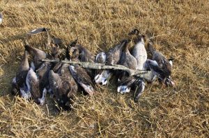 Bei der Lockjagd am freundlichen Lockbild erlegte Gänse