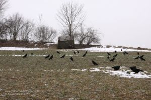 Beflockte Lockkrähen und ein Krähenmagent vor einem Tarnstand bei der Lockjagd auf Krähe