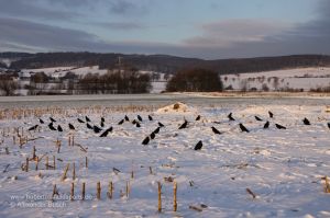 Lockbild aus beflockten Lockkrähen auf Maisstoppel im Winter