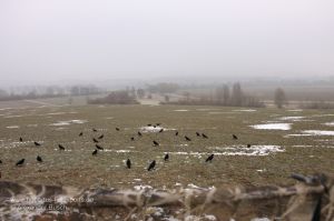 Lockbild aus beflockten Lockkrähen