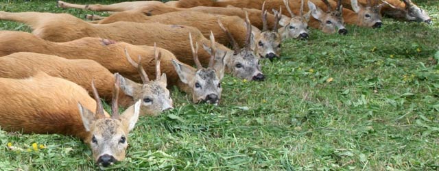 Was sind die Blattzeit und die Blattjagd? Die Blattzeit ist die Hochphase der Rehwildbrunft. Die Böcke stellen den Ricken nach und versuchen jede Ricke in Ihrem […]