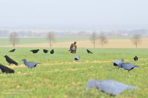 Wachtelhund bringt erlegte Rabenkrähe durch Lockbild aus beflockten Krähen und FUD-Lockvögeln