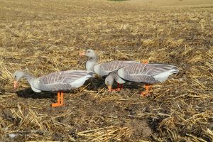 FUD-Lockgänse auf einem Feld