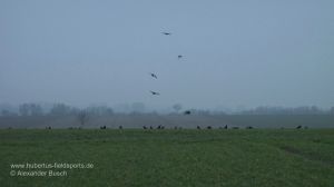 Krähen fliegen Lockbild an