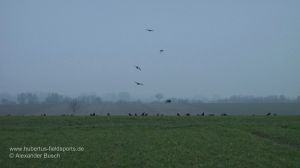 Krähen fliegen Lockbild an