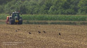 Rabenkrähen auf einem Acker vor einem Traktor