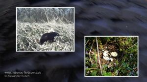 Von Rabenkrähen geplündertes Nest