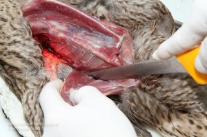 Jäger schneidet zwischen Keule und Rippen einer Ente entlang um Keule auzulösen