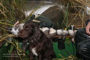 Wachtelhund vor erlegtem Wasserwild im Boot