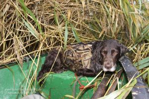 Wachtelhündin mit Neoprenweste liegt im Bug eines Bootes bei der Entenjagd