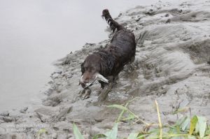 Wachtelhündin bringt Ente durch den Schlamm der Weser