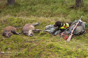 Wachtelhund mit Hundesignalweste neben erlegten Sauen nach Drückjagd