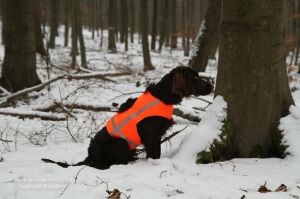 Wachtelhund mit Signalweste Holstein bei winterlicher Drückjagd