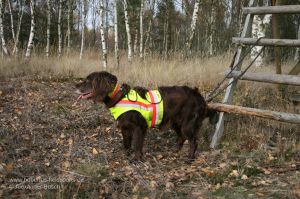 Wachtelhündin mit Signaweste bei Drückjagd