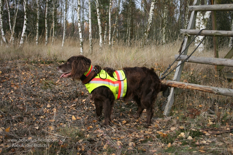 Sicherheit für Jagdhunde – Warnwesten und -halsungen im Überblick