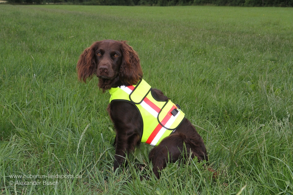 Sicherheit für Jagdhunde – Warnwesten und -halsungen im Überblick