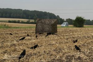 Tarnschirm auf Acker mit Lockbild für die Krähenjagd