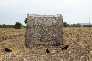 beflockte Lockkrähen vor einem Tarnstand