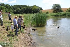 Jagdhunde im Wasser