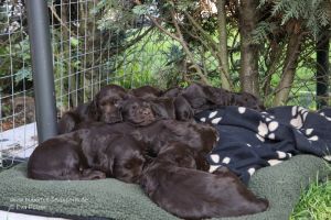 Welpen auf Hundebett