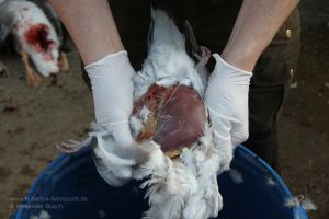 Jäger legt Brust von geschossener Taube frei