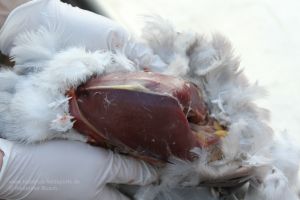 Jäger hält freigelegte Taubenbrust in seinen Händen