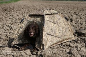 Jagdhund wartet in Tarnhütte auf Kommando