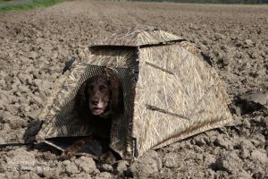 Jagdhund wartet in Tarnhütte auf Kommando